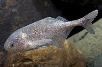 picture of Baby Whale Mormyrid Reg                                                                              Bryenomyrus niger