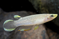 picture of Blue A. Panchax Killie Reg                                                                           Aplocheilus panchax