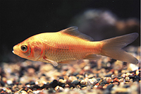 picture of Pond Comet Goldfish Reg                                                                              Carassius auratus