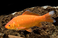 picture of Pond Comet Goldfish Med                                                                              Carassius auratus
