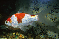 picture of Sarassa Comet Goldfish  M/S                                                                          Carassius auratus