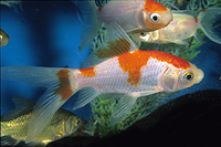 picture of Sarassa Comet Goldfish Med                                                                           Carassius auratus