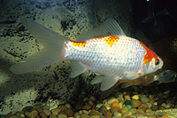 picture of Sarassa Comet Goldfish M/L                                                                           Carassius auratus