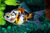 picture of Calico Fantail Goldfish Sml                                                                          Carassius auratus