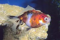 picture of Calico Fantail Goldfish M/L                                                                          Carassius auratus