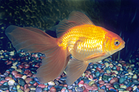 picture of Red Fantail Goldfish Sml                                                                             Carassius auratus