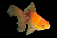 picture of Red Fantail Goldfish Reg                                                                             Carassius auratus