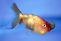 picture of Red Bubble Eye Goldfish Reg                                                                          Carassius auratus