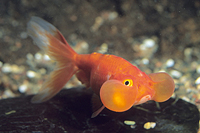 picture of Red Bubble Eye Goldfish Med                                                                          Carassius auratus