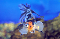 picture of Calico Bubble Eye Goldfish Med                                                                       Carassius auratus