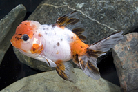 picture of Calico Oranda Goldfish Reg                                                                           Carassius auratus