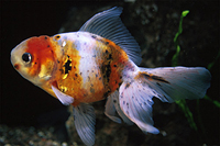 picture of Calico Oranda Goldfish M/S                                                                           Carassius auratus
