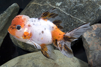 picture of Calico Oranda Goldfish Med                                                                           Carassius auratus