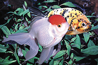 picture of Assorted Import Goldfish Reg                                                                         Carassius auratus