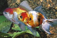 picture of Assorted Oranda Goldfish Reg                                                                         Carassius auratus