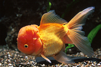 picture of Red Oranda Goldfish M/S                                                                              Carassius auratus