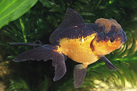 picture of Red & Black Oranda Goldfish Med                                                                      Carassius auratus