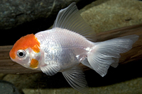 picture of Red Cap Oranda Goldfish Reg                                                                          Carassius auratus