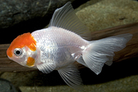 picture of Red Cap Oranda Goldfish Med                                                                          Carassius auratus