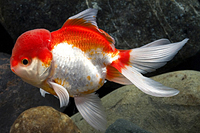 picture of Red & White Oranda Goldfish M/S                                                                      Carassius auratus