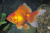 picture of Red Ryukin Goldfish Med                                                                              Carassius auratus