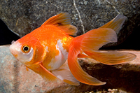 picture of Red & White Ryukin Goldfish M/S                                                                      Carassius auratus