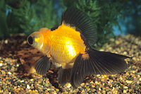 picture of Red & Black Butterfly Telescope Goldfish Reg                                                         Carassius auratus