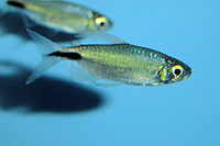 picture of Alestes Tetra Reg                                                                                    Brycinus longipinnis