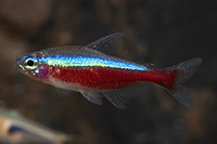 picture of Cardinal Tetra Med                                                                                   Paracheirodon axelrodi