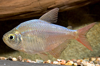 picture of Red & Blue Colombian Tetra Reg                                                                       Hyphessobrycon columbianus