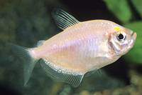 picture of White Skirt Tetra Reg                                                                                Gymnocorymbus ternetzi 'Albino'