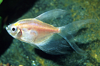 picture of Longfin White Skirt Tetra Reg                                                                        Gymnocorymbus ternetzi 'Albino'