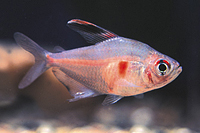 picture of Bleeding Heart Tetra Lrg                                                                             Hyphessobrycon erythrostigma