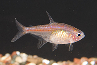 picture of Ember Tetra Reg                                                                                      Hyphessobrycon amandae