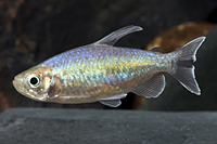 picture of Congo Tetra Med                                                                                      Phenacogrammus interruptus