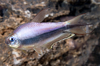 picture of Emperor Tetra Reg                                                                                    Nematobrycon palmeri