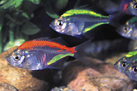 picture of Painted Glass Fish Reg                                                                               Chanda wolfii