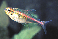 picture of Glolite Tetra Reg                                                                                    Hemigrammus erythrozonus