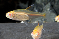 picture of Albino Glolite Tetra Florida Reg                                                                     Hemigrammus erythrozonus 'Albino'