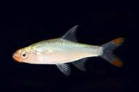 picture of Asian Rummynose Tetra Reg                                                                            Sawbwa resplendens