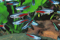 picture of Neon Tetra Florida Lrg                                                                               Paracheirodon innesi