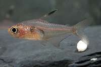 picture of Red Phantom Tetra Reg                                                                                Hyphessobrycon sweglesi