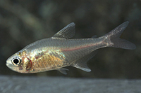 picture of Golden Phantom Tetra Reg                                                                             Hyphessobrycon roseus