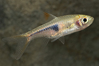 picture of Espei Rasbora Reg                                                                                    Trigonostigma espei