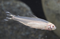 picture of Albino Rummynose Tetra Reg                                                                           Hemigrammus rhodostomus 'Albino'