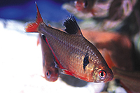 picture of Serpae Tetra Reg                                                                                     Hyphessobrycon eques