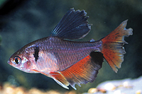 picture of Longfin Serpae Tetra Reg                                                                             Hyphessobrycon eques 'Longfin'