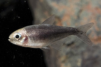 picture of Black Emperor Tetra Reg                                                                              Nematobrycon amphiloxus