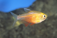 picture of Orange Von Rio Tetra Florida Reg                                                                     Hyphessobrycon flammeus 'Orange'