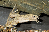 picture of Grey African Clawed Frog Med                                                                         Xenopus laevis